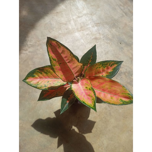 Aglonema Kochin kuning jumbo