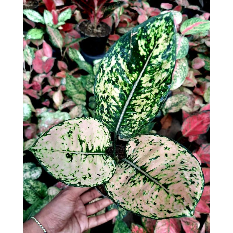 Tanaman Hias Aglaonema/Aglonema Hias Ruby Orange / Tanaman Hias Hidup / Bunga Hias Murah