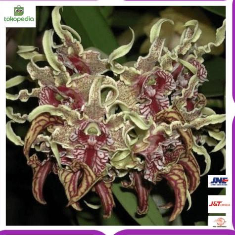 [PRODUK AQTL7] Promo Anggrek dendro dendrobium spectabile dewasa jungle Limited dan AZC