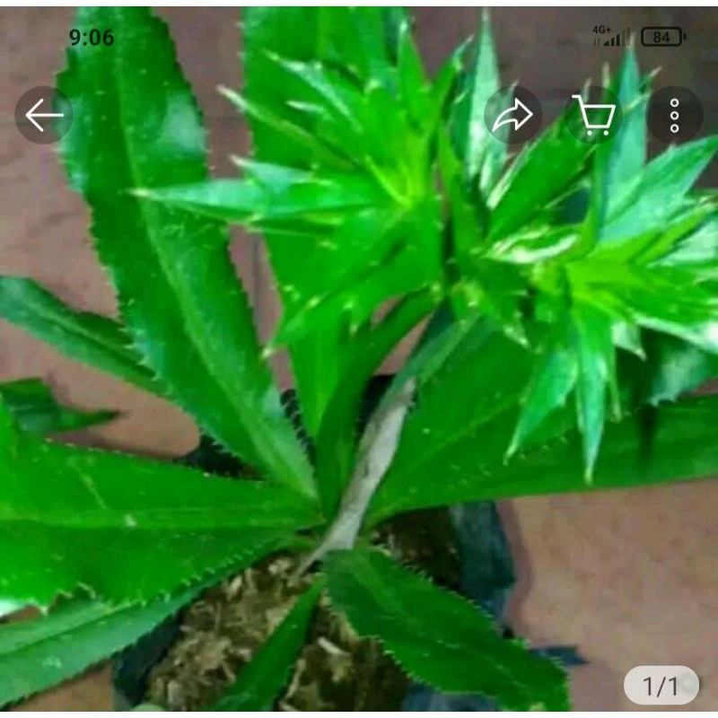 bibit walang sangit walang sangit super lalapan herbal