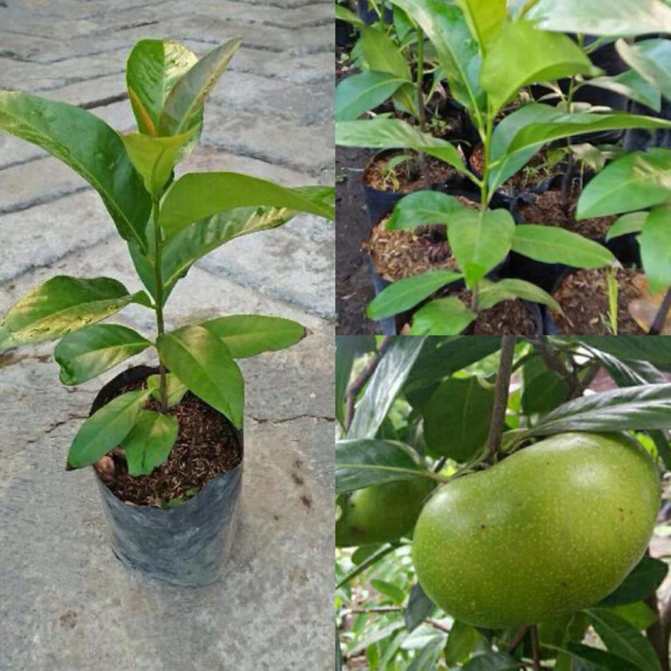 Okulasi Tanaman Bibit Buah Black Sapote Jumbo @_#