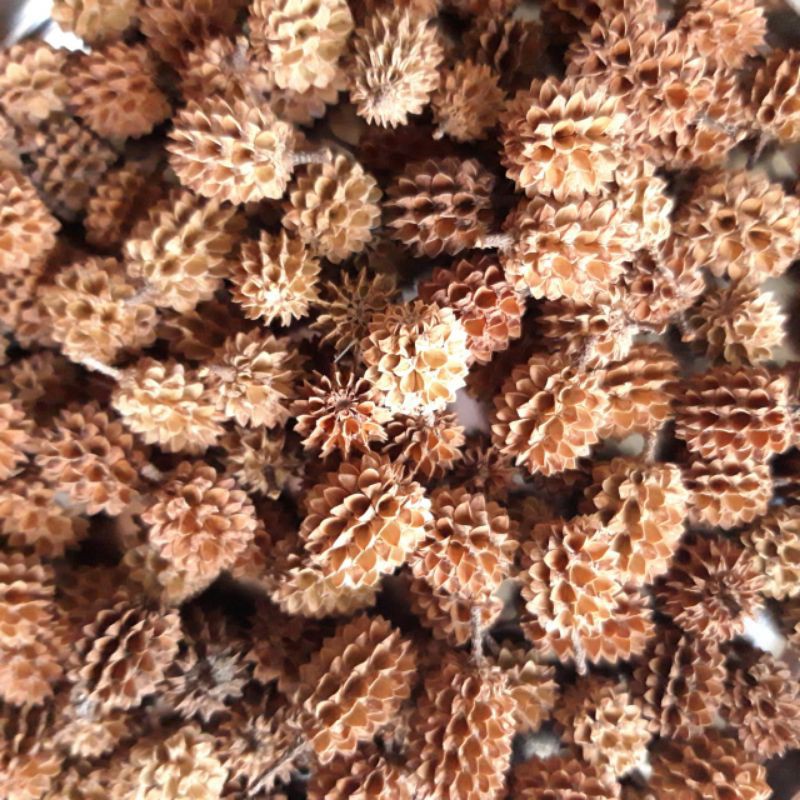 Dried flower durian mini biji pinus mahar fotografi