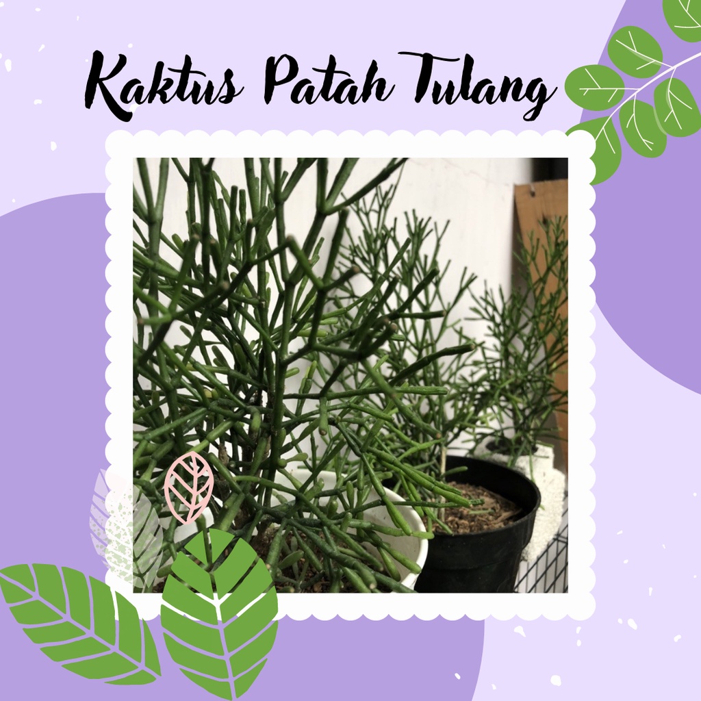 Sukulen Kaktus Patah Tulang Tanaman Hias Kaktus Patah Tulang