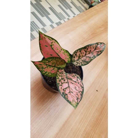 Aglaonema lady valentine/aglonema lady valentine/aglonema LV