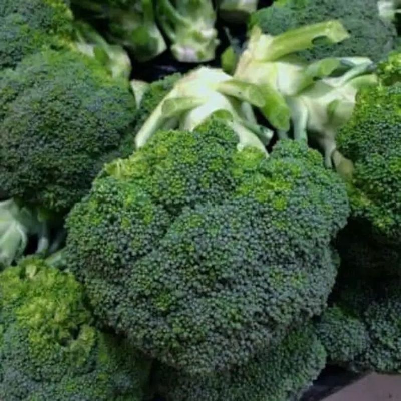 Benih Brokoli Hijau Sakata Green Magic F1 Unggul - Bibit Sayuran Berkualitas