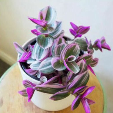 Tanaman Hias Tradescantia  Tricolor(Nanok)