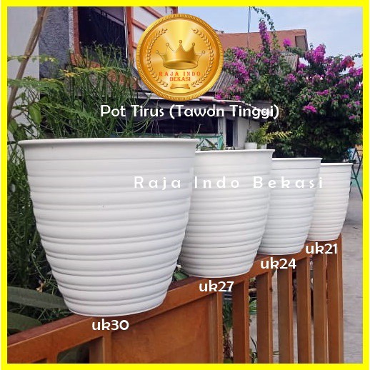 Tawon Putih Tinggi Pirus 24cm Pot Tirus 24cm Pot Tawon Pirus 24 Cm Pot Putih Tirus 24 Cm