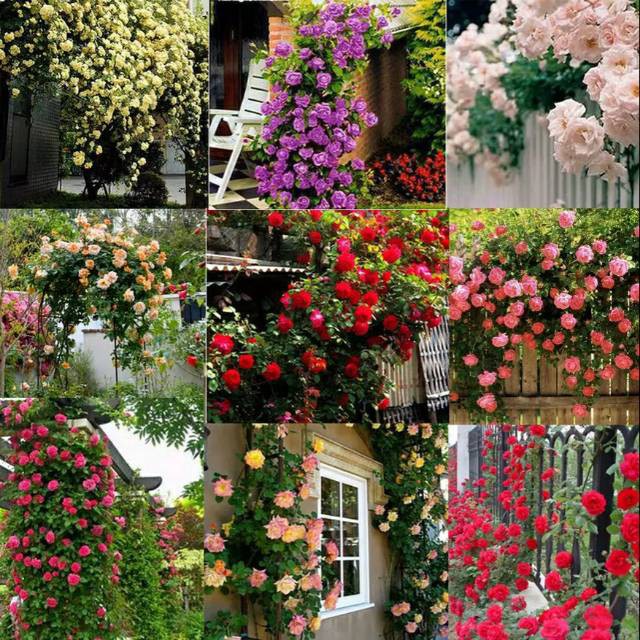 Biji Bunga Mawar Rambat Thailand 9 Mixed isi 10 biji Berkualitas