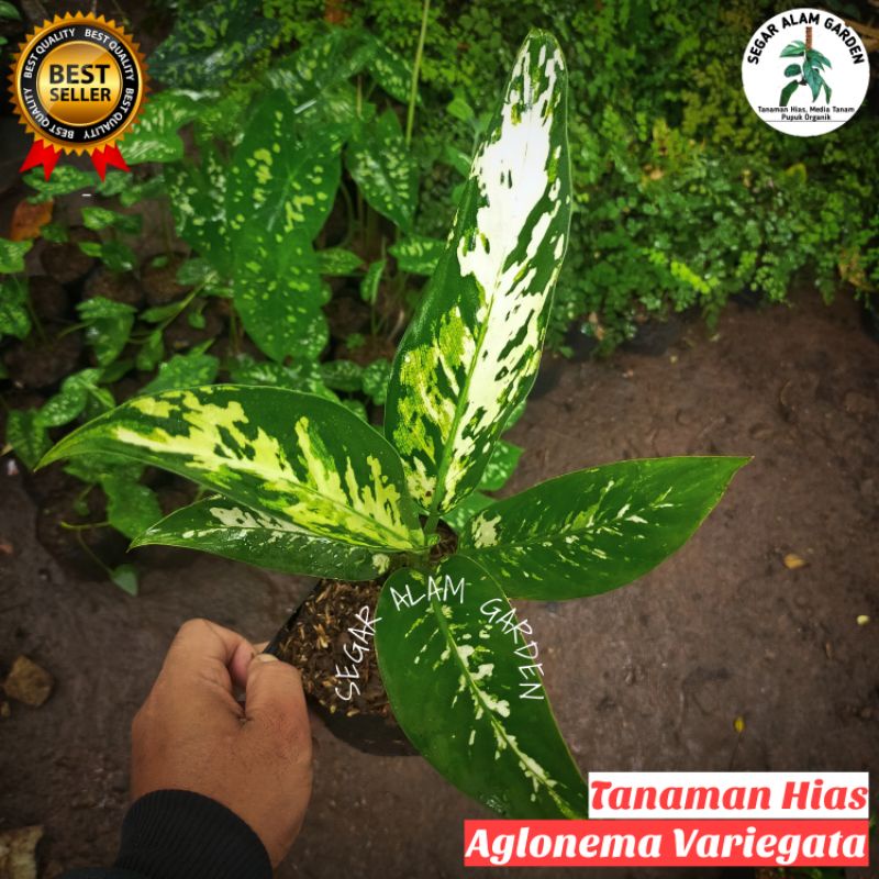 Tanaman Hias Aglonema Variegata - Aglonema Blanceng Varigata