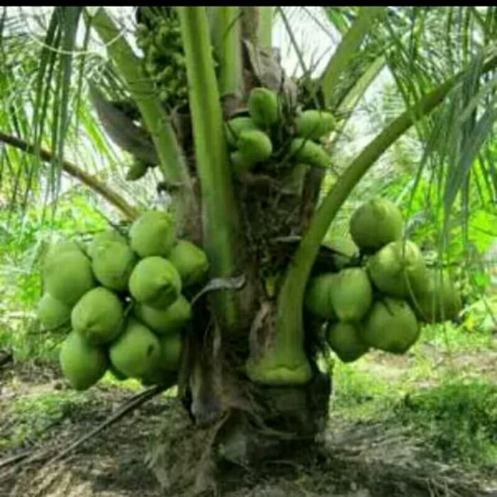 

KELAPA NIAS