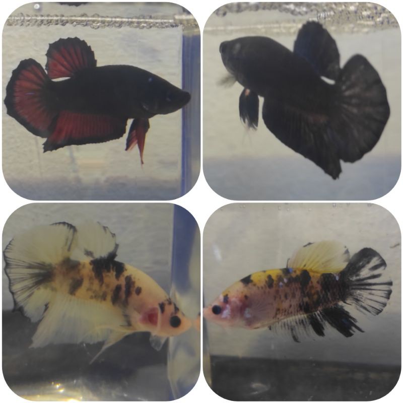 Ikan Cupang Jenis Plakat