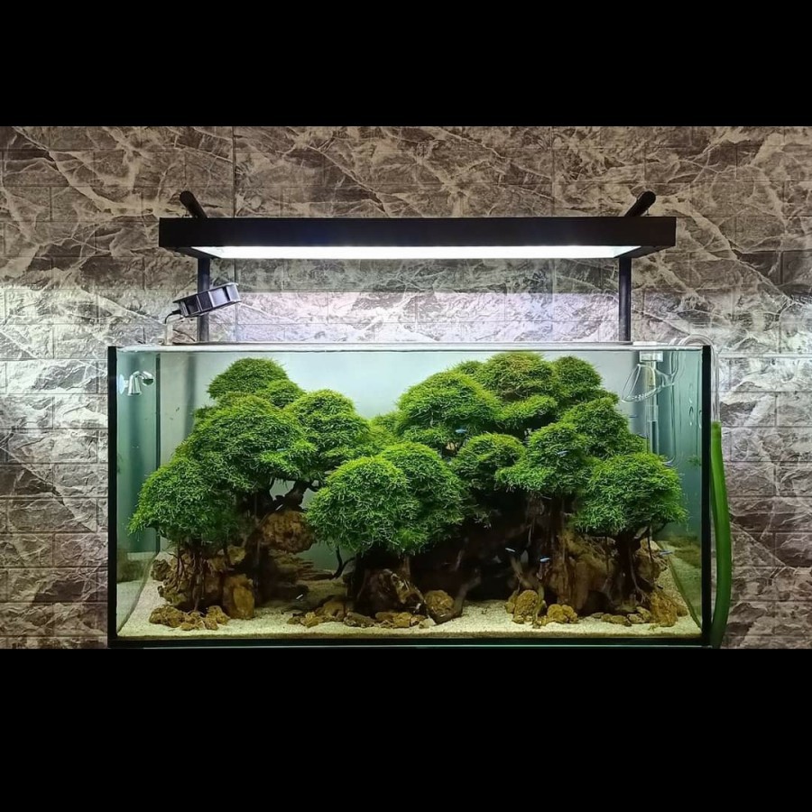 Nickz Aquascape 100cm Natural Bonsai Fullset