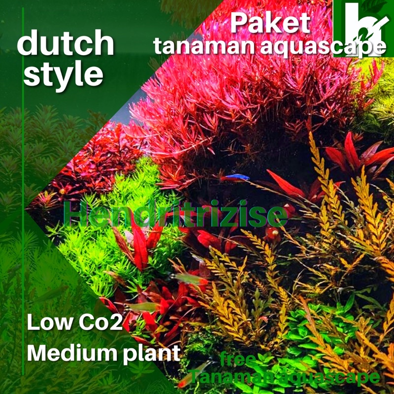 Livvicstore Paket Stemplant Dutch Style - Tanaman Aquascape -Tanaman Aquarium -Tumbuhan Aquarium