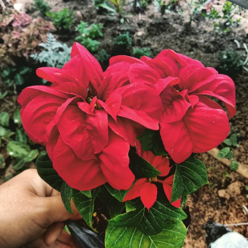 kastuba mawar tanaman hias / katusba merah mawar