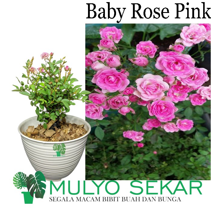 Tanaman Bunga Mawar Baby rose pink Hidup Berbunga - bibit babyrose - Bunga Mawar