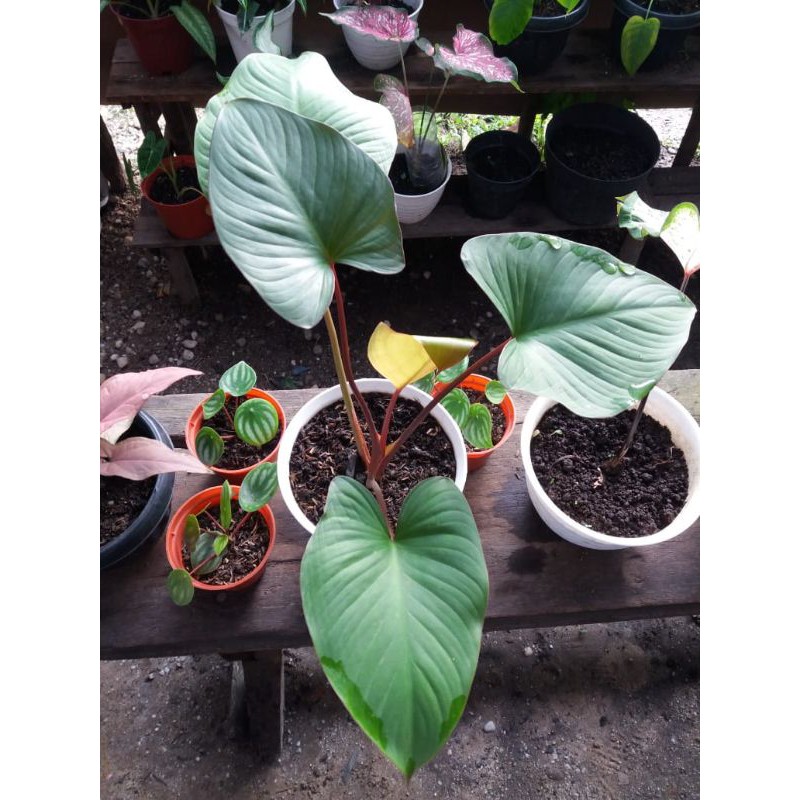 Homalomena Rubescens