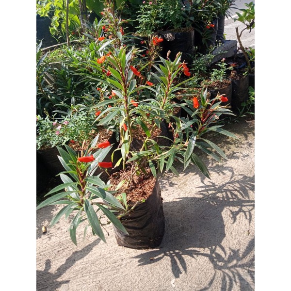 Tanaman Kantung Semar