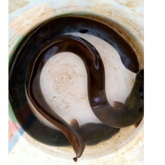 Barang Pilihan.. ikan sidat, jual sidat hidup paketan // 2 paket ongkir 1kg