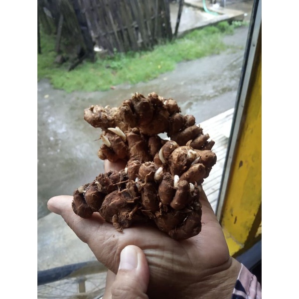 

Kencur/Cikur/Temu Kencur