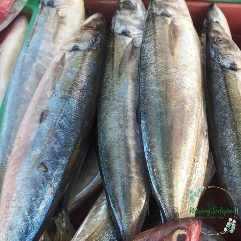 

Ikan Segar Ikan Salem Segar 500 gram Ikan Segar Bukan Frozen