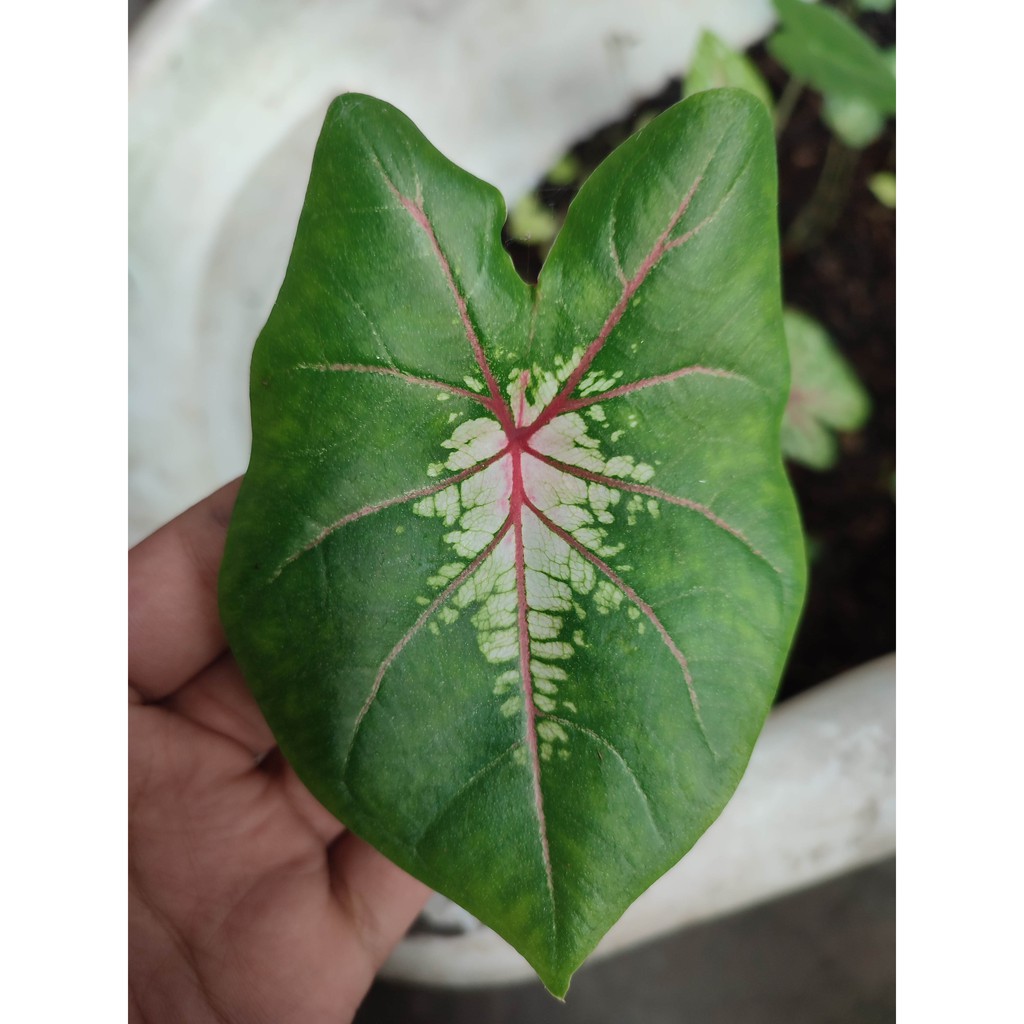 Bunga Keladi Jantung Hati Bunga Murah Tanaman Hias Caladium Ace of Heart Murah Cantik