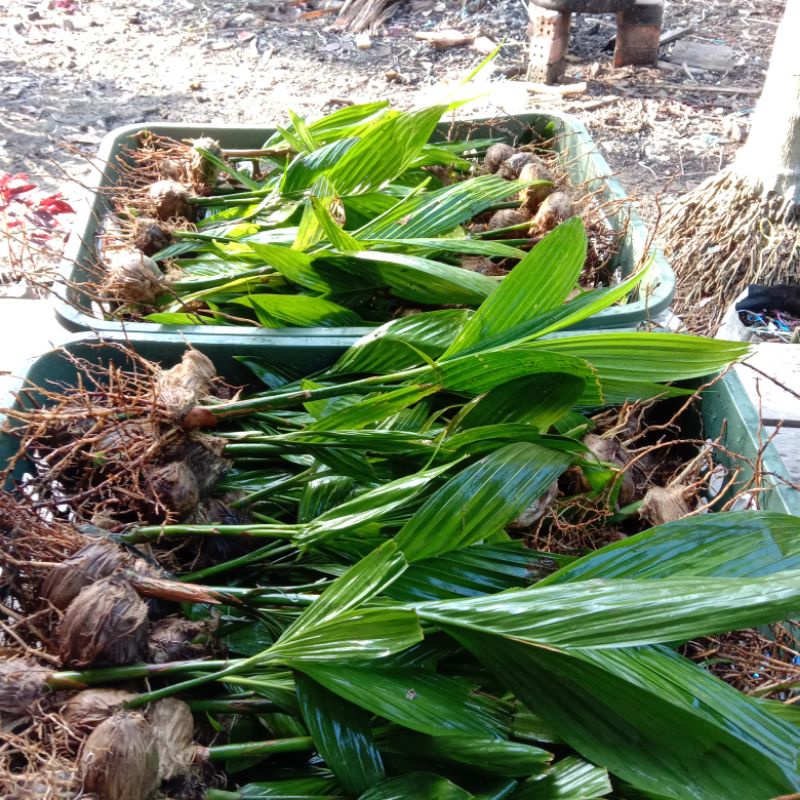 kecambah berdaun pinang betara