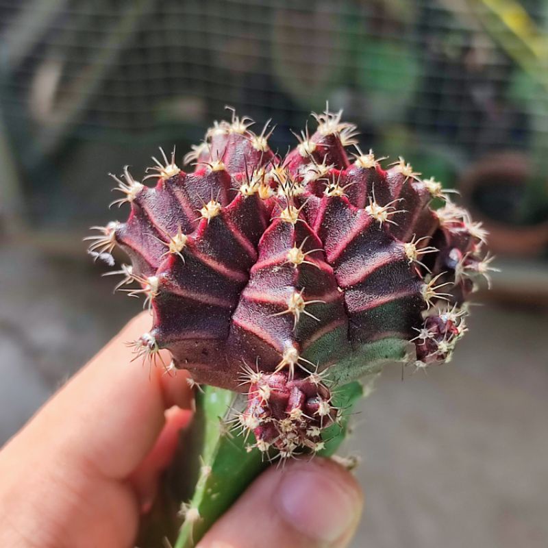 Kaktus Gymnocalycium Red Korea Grafting