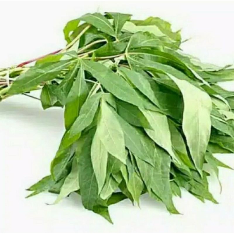 

Daun singkong segar 1 ikat isi 2 pcs