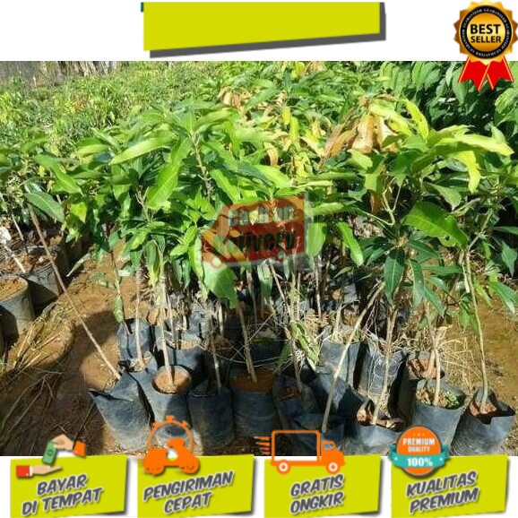 bibit tanaman buah mangga alpukat klonal 21
