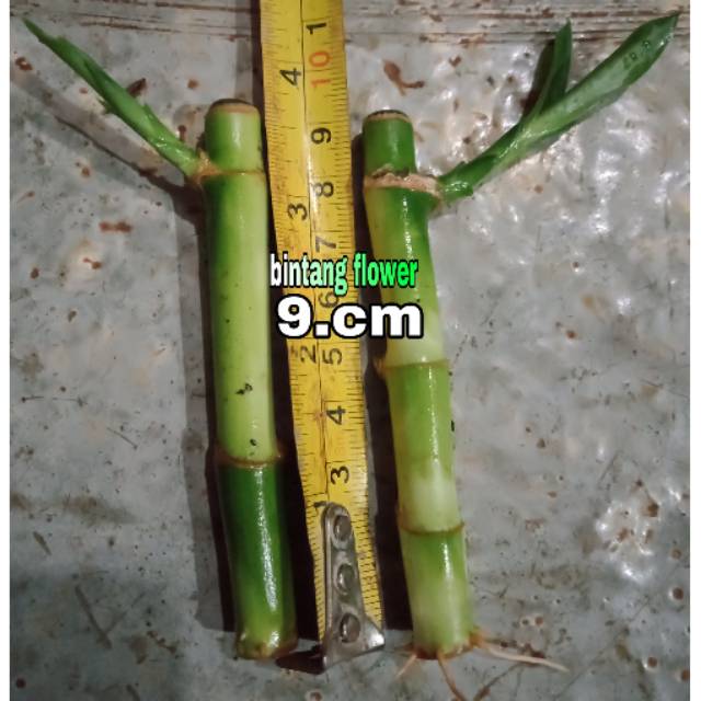  Tanaman  hias  Bambu  hoki per batang  9 cm Shopee Indonesia