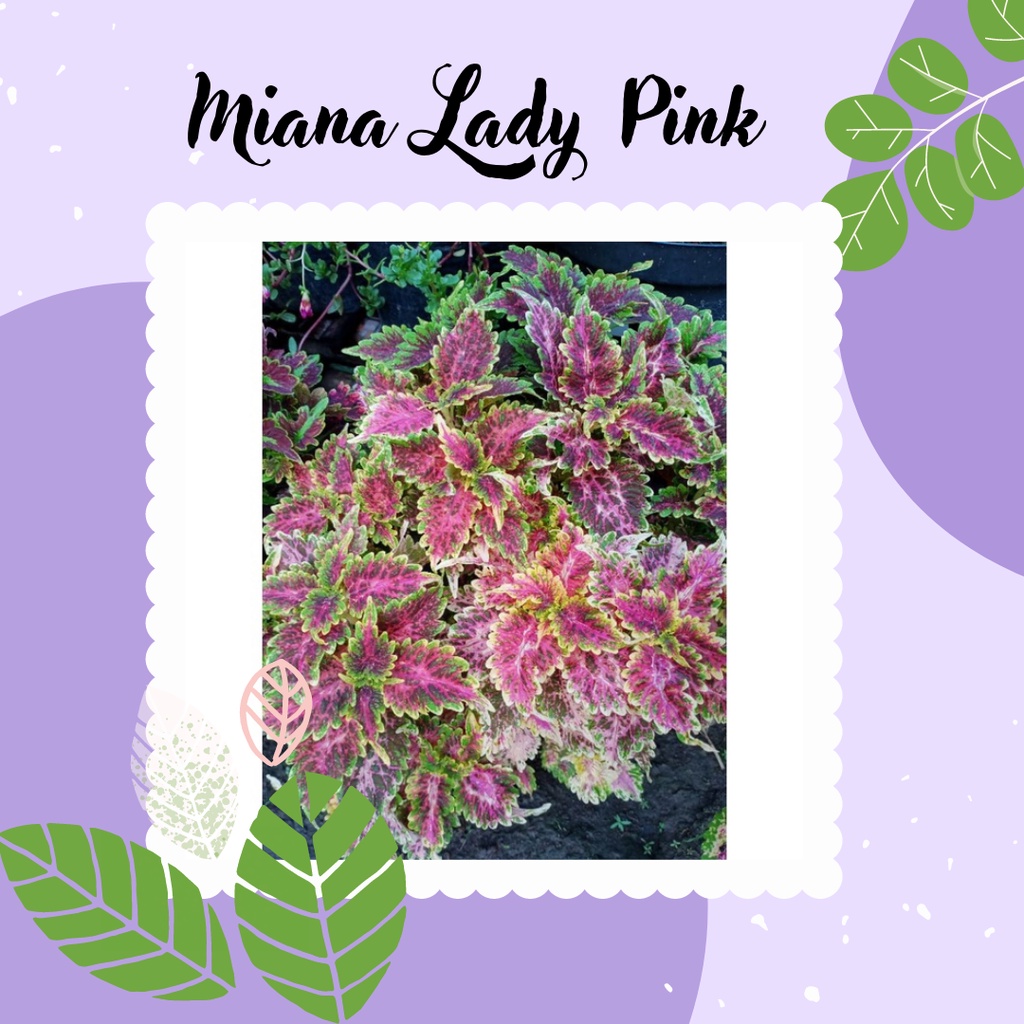Tanaman Hias Miana Tanaman Miana Lady Pink Miana Premium Lady Pink
