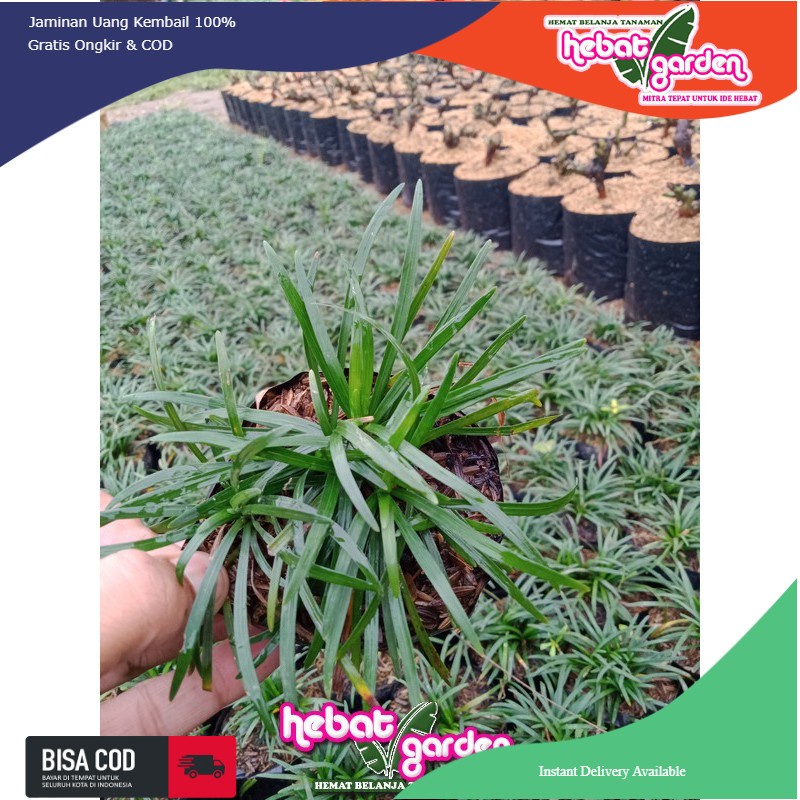 Rumput kucai mini - Ophiopogon japonicus