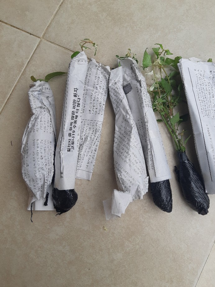 Tanaman Krokot Salju