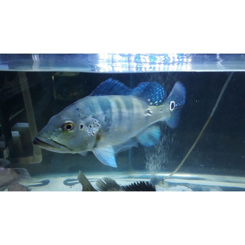 Pbass Blue Azul Jantan  34 cm