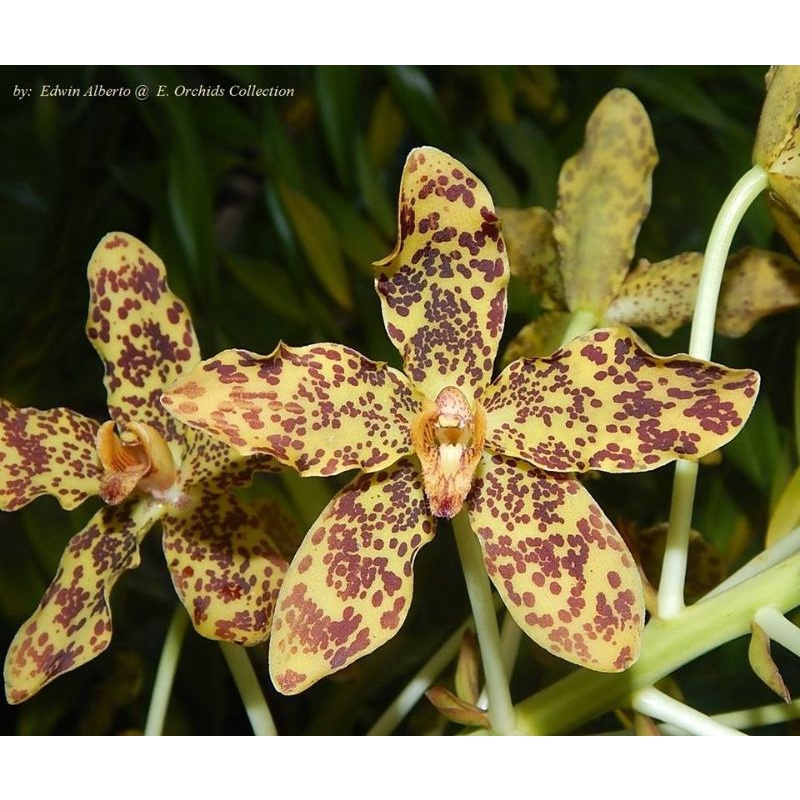 Anggrek Spesies Grammatophyllum Speciosum var Papuanum atau Anggrek Tebu Remaja