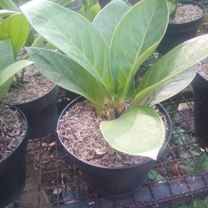 Tanaman Anthurium Jemani Kol Anthurium Jemani Kol Pagoda Produk Good Quality