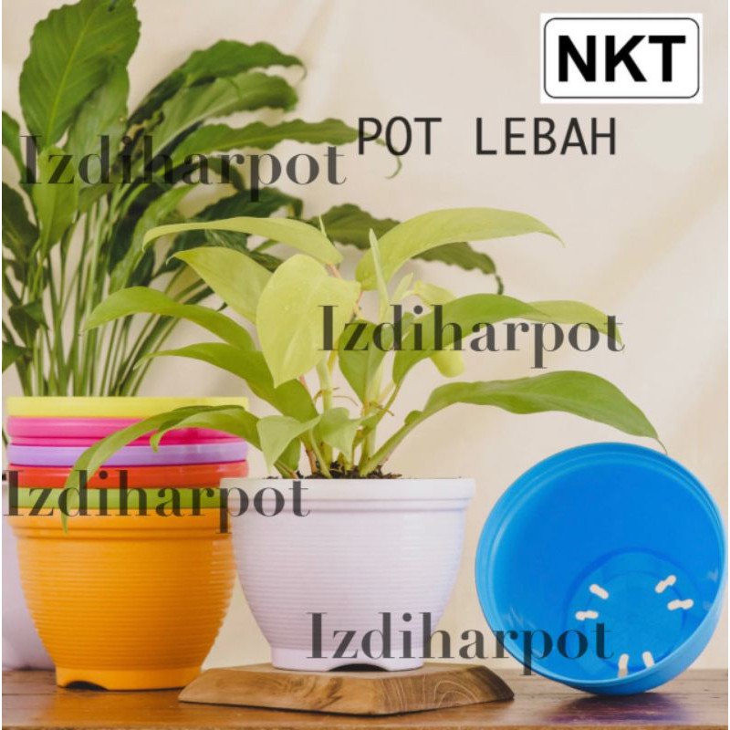 pot bunga tanaman lebah warna warni 21cm - nkt lebah