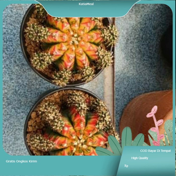 Gymnocalycium multicolor taiwan