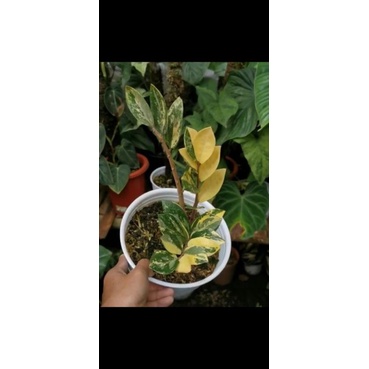 zamia culcas varigata