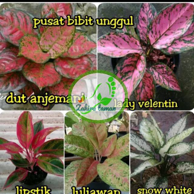 aglonema -paket tanaman aglonema 5 jenis