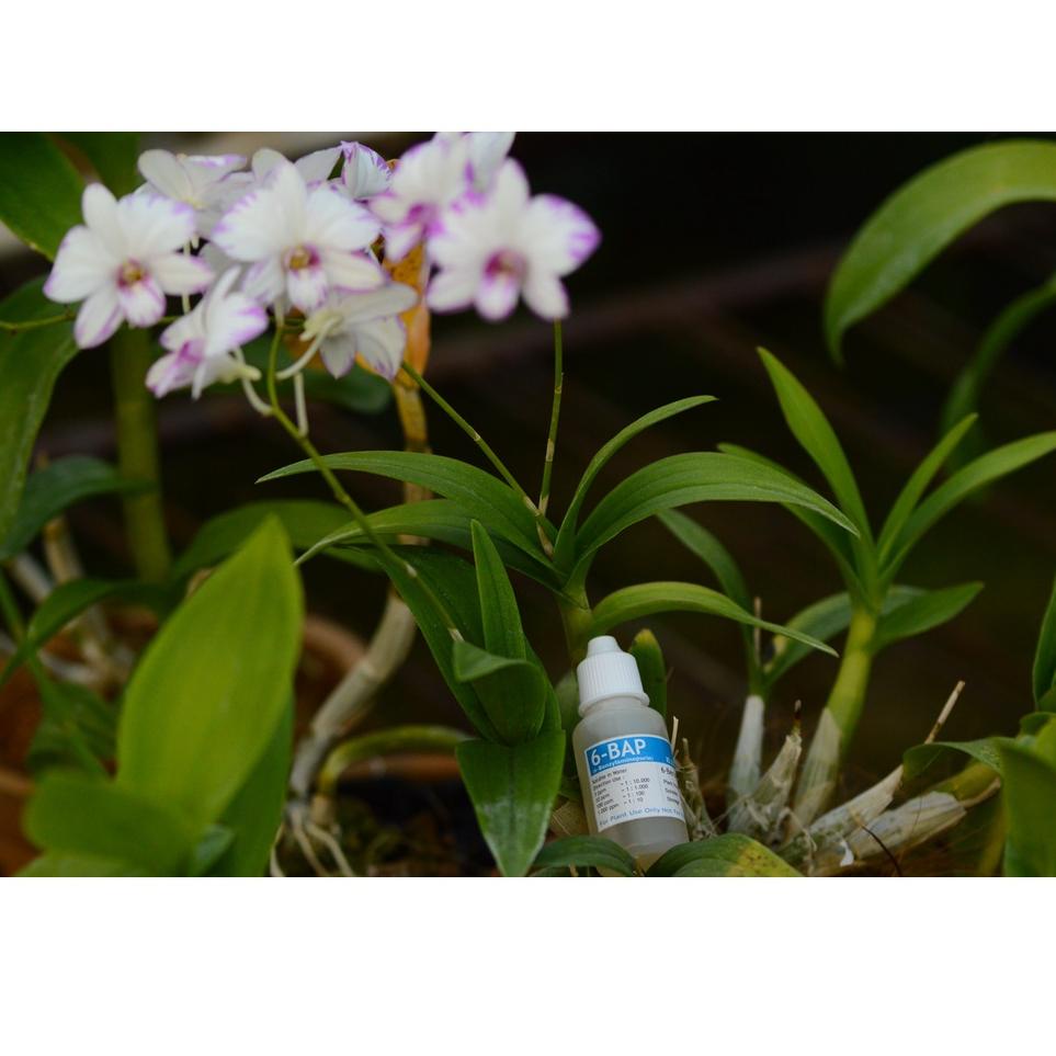 [KODE EBKKT] BAP hormon 6-BAP 30 ml Benzylaminopurine biru pupuk tetes