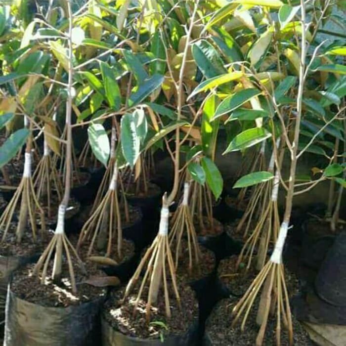 Bibit tanaman buah durian montong merah kaki10