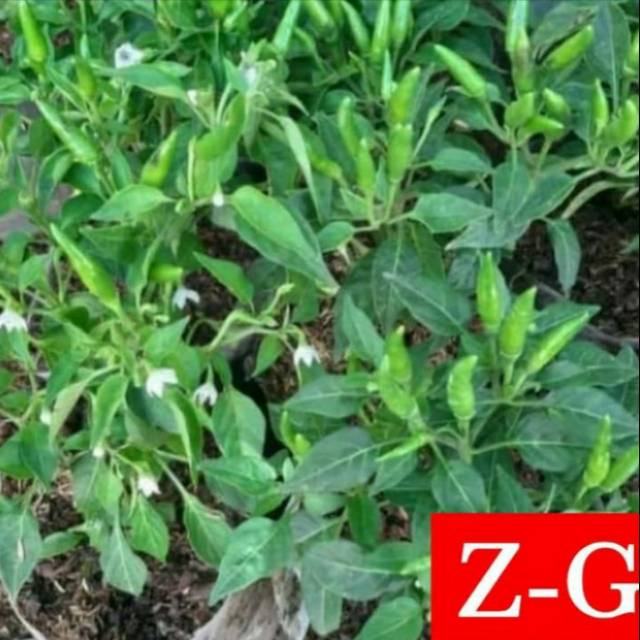 cabe rawit ijo setan-bibit pohon cabe rawit setan