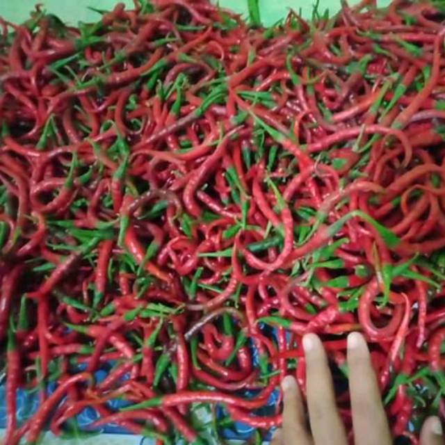

Cabai keriting merah