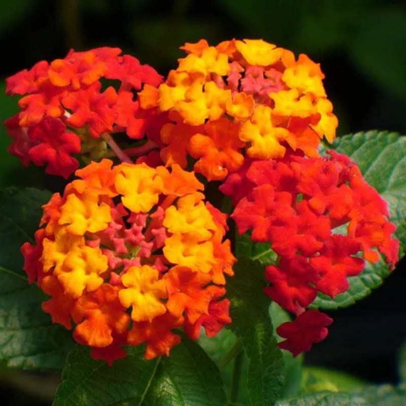 Bunga Hidup Tanaman Hias Lantana Merah Hiasan Taman - BAKUL KEMBANG