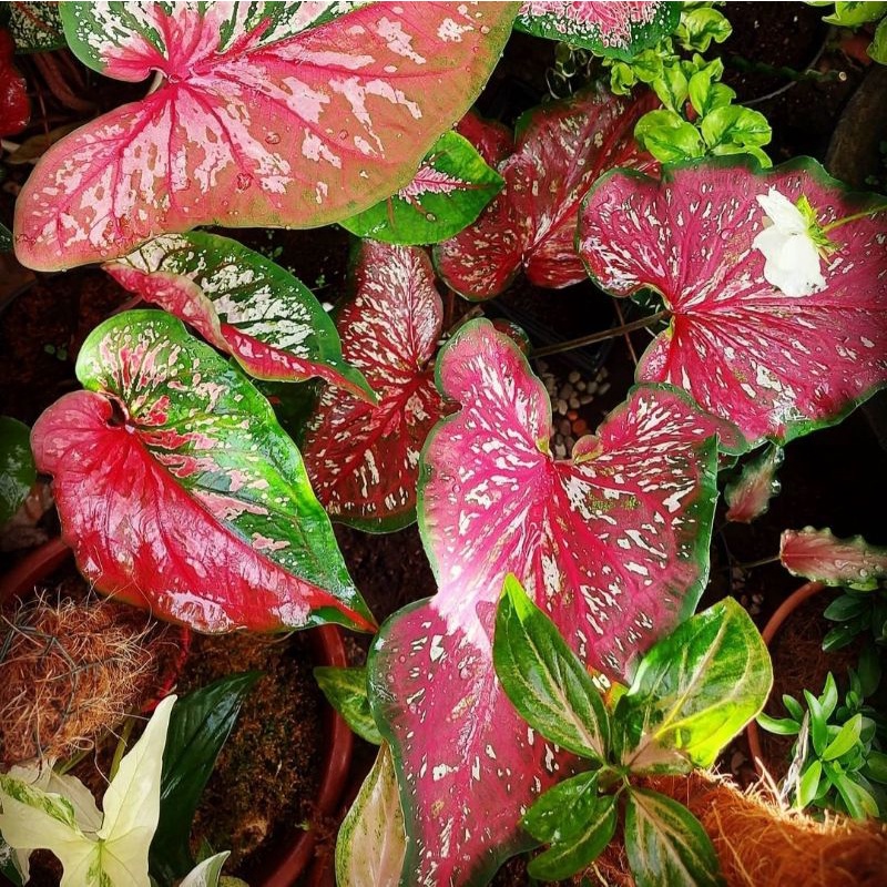 Keladi Lance Worthon Bibit Bunga Hias Hidup Bukan Bonggol