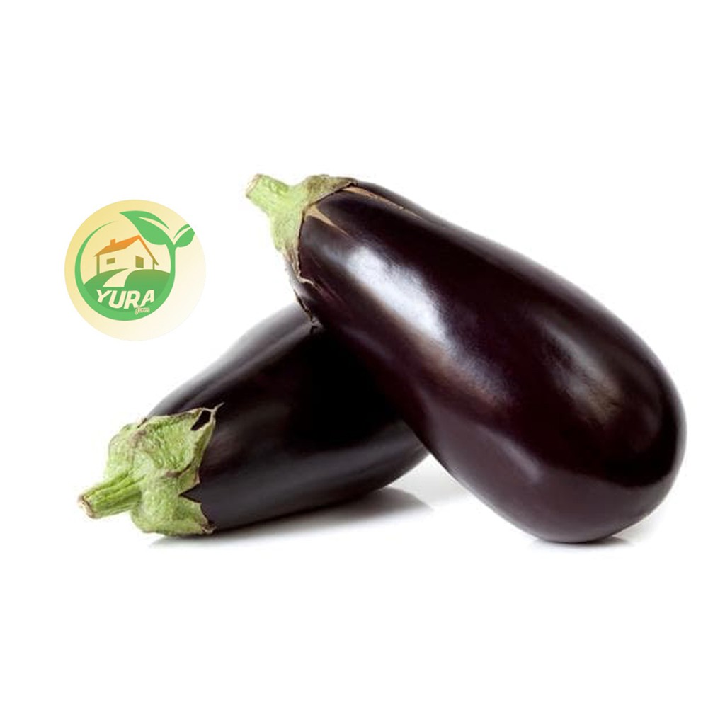 

TERONG UNGU Organik 100% Sayur Segar Organic