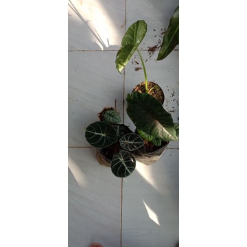 Paket 2 Alokasia Black Velvet Ninja & 2 Puncak Borneo