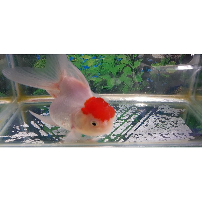 ikan koki si topi merah jambul tinggi