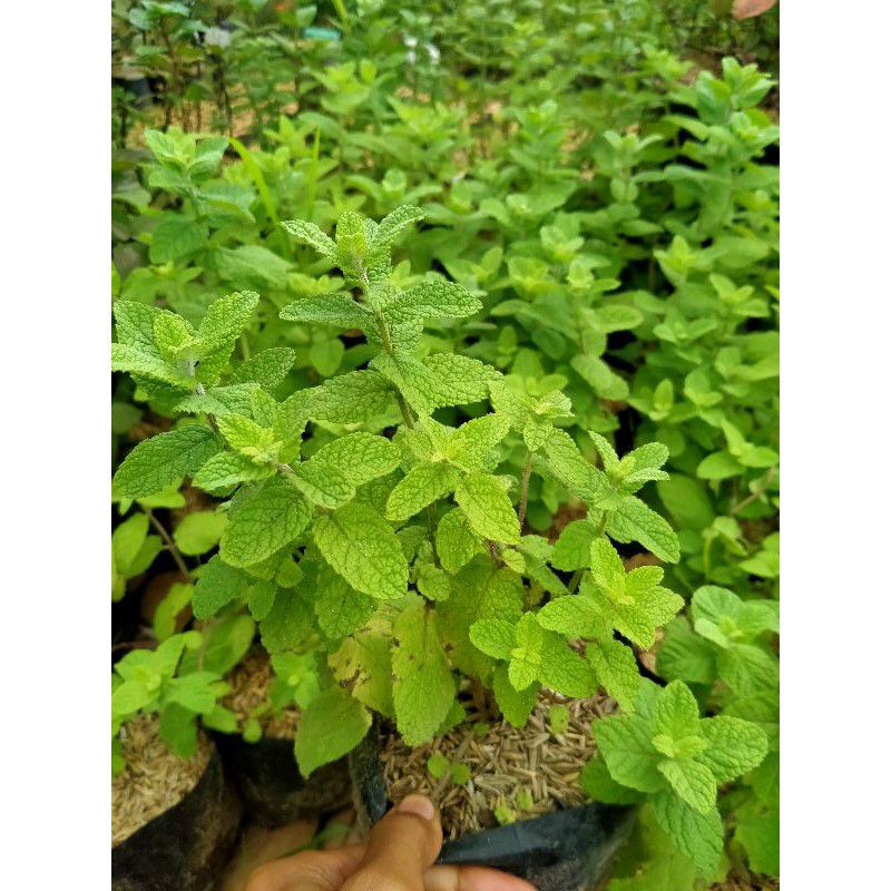 

tanaman herbal Apple mint